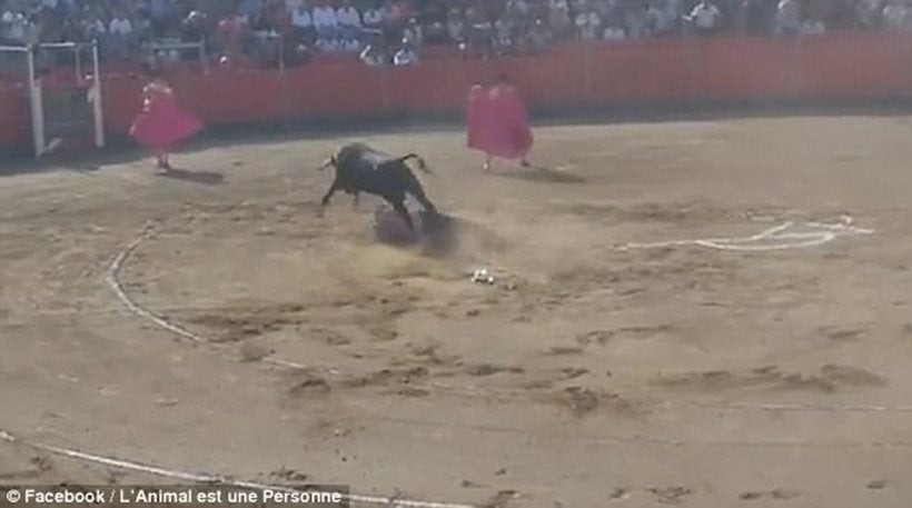 Ακτιβιστής θέλησε να προστατέψει τον ταύρο αλλά τελικά αυτός του επιτέθηκε (βίντεο)